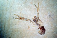 Homarus hakelensis